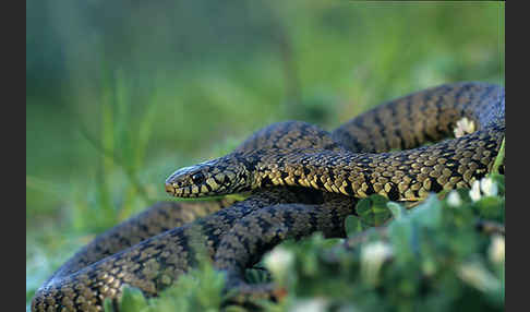 Sizillianische Ringelnatter (Natrix natrix sicula)