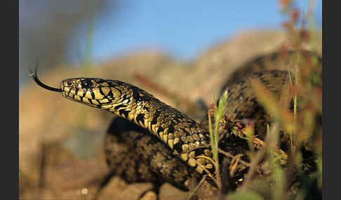 Sizillianische Ringelnatter (Natrix natrix sicula)