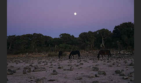 Hauspferd (Equus caballus)