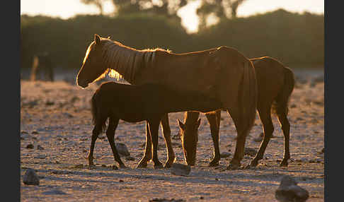 Hauspferd (Equus caballus)