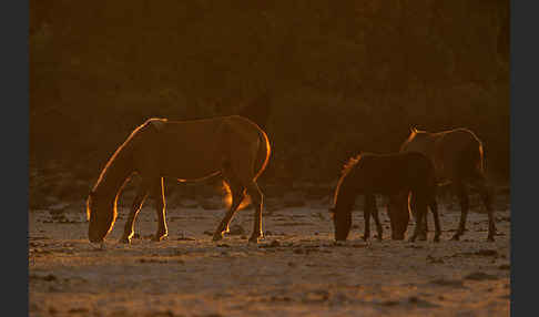 Hauspferd (Equus caballus)