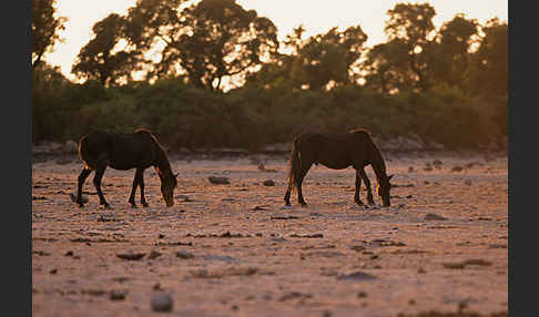 Hauspferd (Equus caballus)