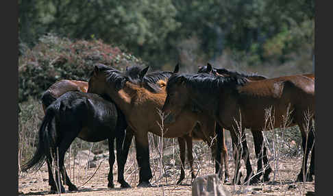 Hauspferd (Equus caballus)