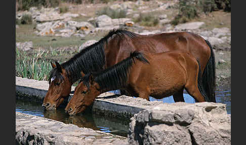 Hauspferd (Equus caballus)