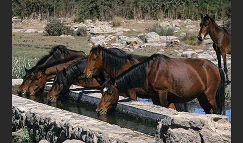 Hauspferd (Equus caballus)