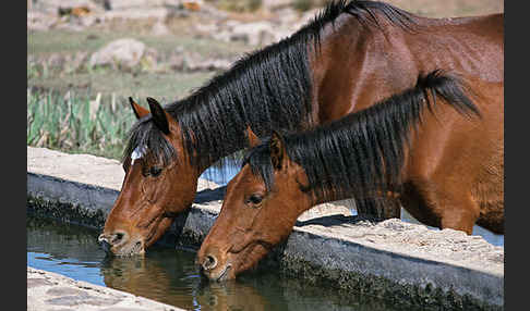 Hauspferd (Equus caballus)