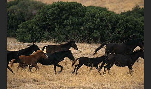 Hauspferd (Equus caballus)