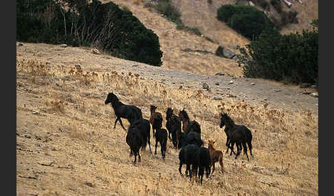 Hauspferd (Equus caballus)