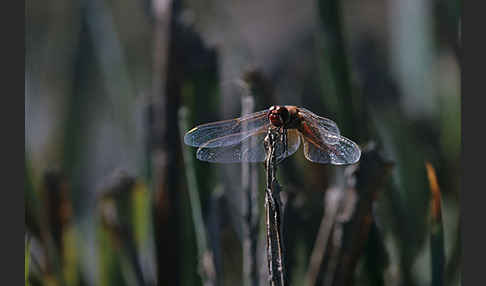 Frühe Heidelibelle (Sympetrum fonscolombei)