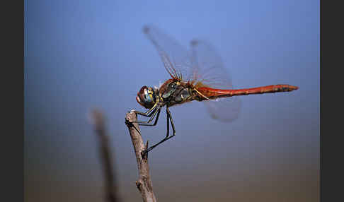 Frühe Heidelibelle (Sympetrum fonscolombei)