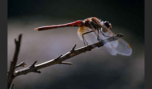 Frühe Heidelibelle (Sympetrum fonscolombei)