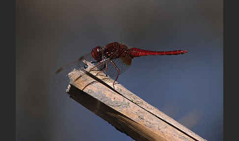 Feuerlibelle (Crocothemis erythraea)