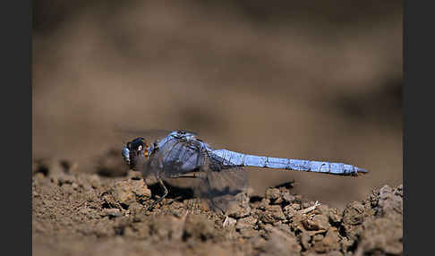 Gelbader-Blaupfeil (Orthetrum nitidinerve)