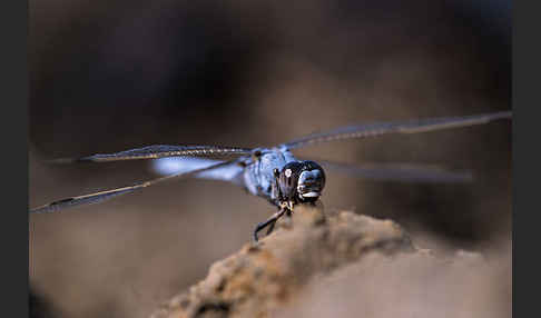 Gelbader-Blaupfeil (Orthetrum nitidinerve)