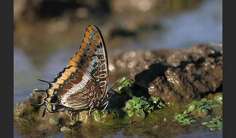 Erdbeerbaumfalter (Charaxes jasius)