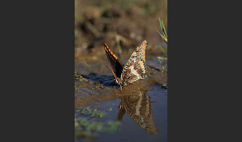 Erdbeerbaumfalter (Charaxes jasius)