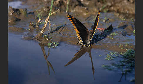 Erdbeerbaumfalter (Charaxes jasius)