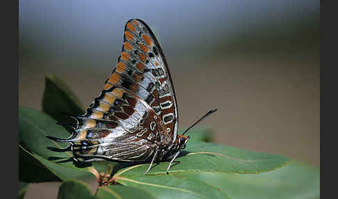 Erdbeerbaumfalter (Charaxes jasius)