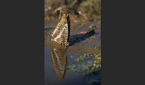 Erdbeerbaumfalter (Charaxes jasius)