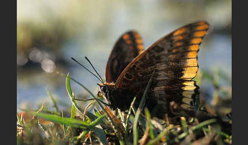 Erdbeerbaumfalter (Charaxes jasius)