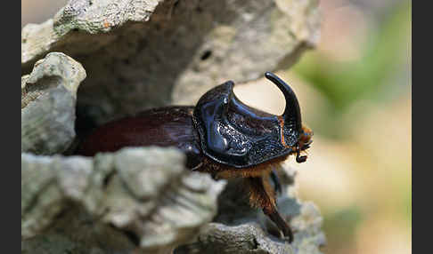 Nashornkäfer (Oryctes nasicornis)