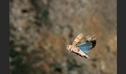 Blauflügelige Oedlandschrecke (Oedipoda caerulescens)