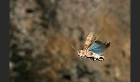 Blauflügelige Oedlandschrecke (Oedipoda caerulescens)
