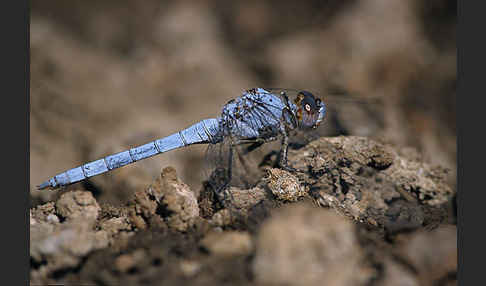 Gelbader-Blaupfeil (Orthetrum nitidinerve)