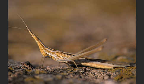 Nasenschrecke ssp. (Acrida ungarica mediterranea)