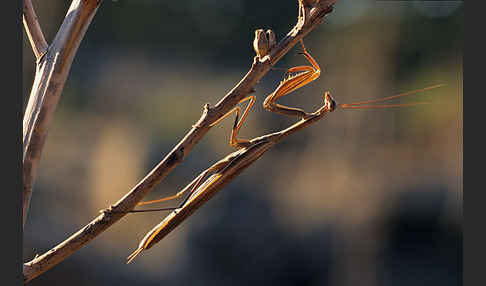 Europäische Gottesanbeterin (Mantis religiosa)