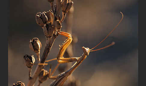 Europäische Gottesanbeterin (Mantis religiosa)