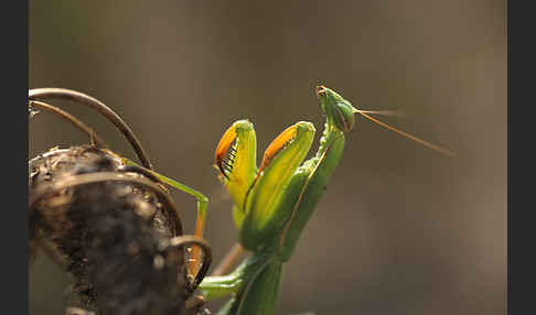 Europäische Gottesanbeterin (Mantis religiosa)