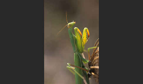 Europäische Gottesanbeterin (Mantis religiosa)