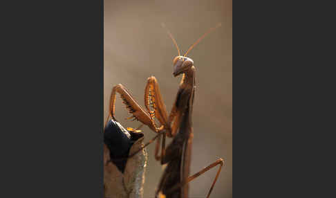 Europäische Gottesanbeterin (Mantis religiosa)