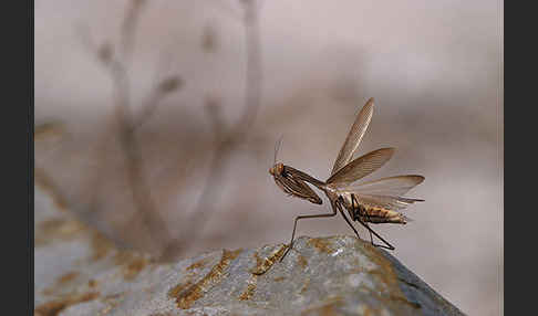 Europäische Gottesanbeterin (Mantis religiosa)