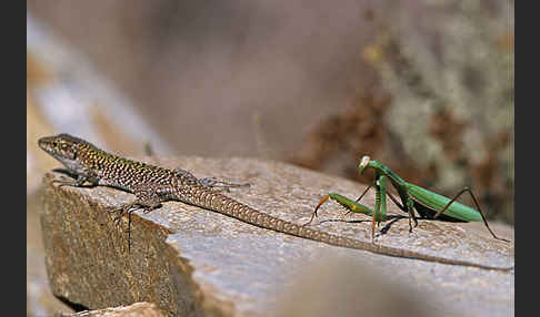 Europäische Gottesanbeterin (Mantis religiosa)