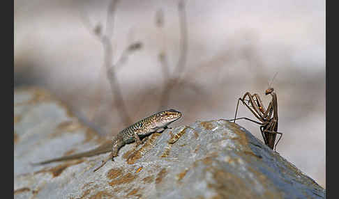 Europäische Gottesanbeterin (Mantis religiosa)