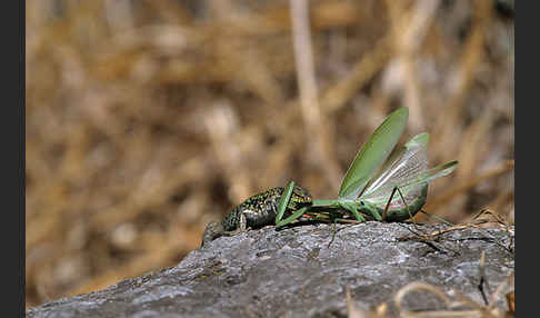 Ruineneidechse (Podarcis sicula)