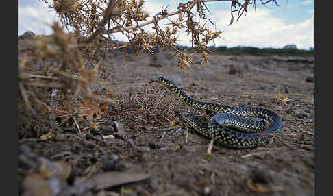 Gelbgrüne Zornnatter (Hierophis viridiflavus)