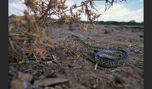 Gelbgrüne Zornnatter (Hierophis viridiflavus)