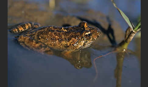 Sardischer Scheibenzüngler (Discoglossus sardus)