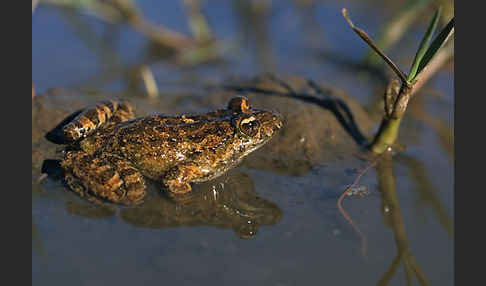 Sardischer Scheibenzüngler (Discoglossus sardus)