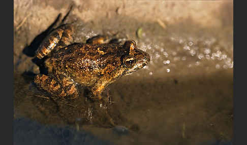 Sardischer Scheibenzüngler (Discoglossus sardus)