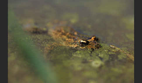 Sardischer Scheibenzüngler (Discoglossus sardus)