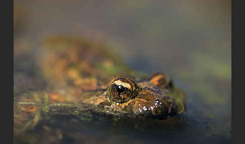 Sardischer Scheibenzüngler (Discoglossus sardus)