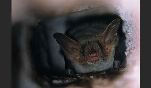 Nordafrikanisches Mausohr (Myotis punicus)