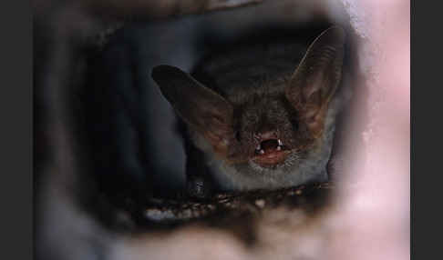 Nordafrikanisches Mausohr (Myotis punicus)