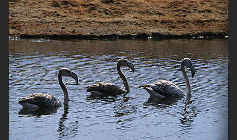 Rosaflamingo (Phoenicopterus roseus)