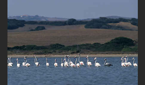 Rosaflamingo (Phoenicopterus roseus)