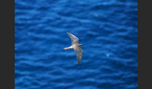 Eleonorenfalke (Falco eleonorae)